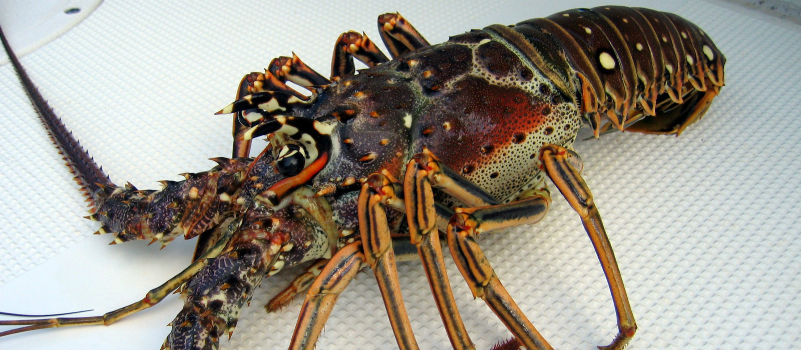 Lobster-Season-in-Florida